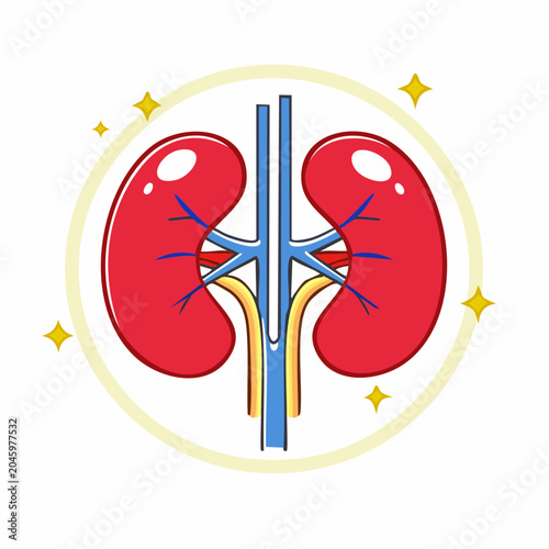 Stylized Human Kidneys with Blood Vessels