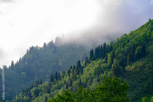 Forest-covered mountain slope with a mix of evergreens and deciduous trees disappearing into thick mist.
