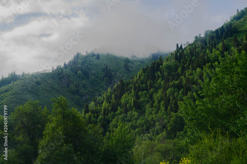 Atmospheric highland scenery featuring dense vegetation and a soft, cloudy overcast sky.