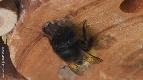 mining bee,  Osmia sp. ,  artificial nest,  Osmia is is a genus of insects in the family Megachilidae, , mining bee , solitary bee, Monza, Italy