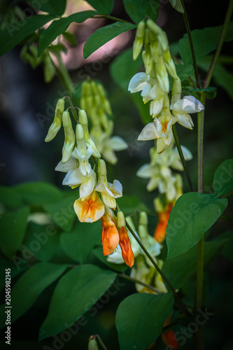 Hanging clusters of delicate white and orange flowers (likely Lathyrus or Vicia species) among green leaves.