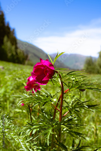 Close-up of a vibrant pink wildflower (Geranium) blooming in a mountain meadow with a blurred landscape background.