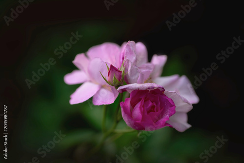 Kleine zarte rosa Farben Rosen blühen im Park am Strauch, freigestellt, dunkler Hintergrund in unschärfe 