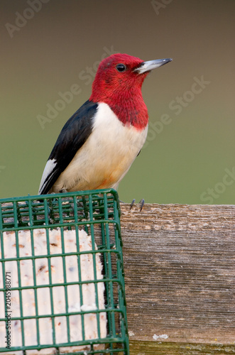 Obraz na płótnie 01197-03519 Red-headed Woodpecker (Melanerpes erythrocephalus) on fence near suet basket Marion Co