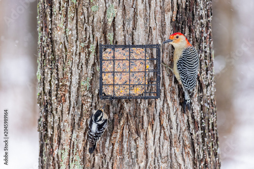Принти на полотні 01196-04411 Red-bellied Woodpecker (Melanerpes carolinus) male & Downy Woodpecke