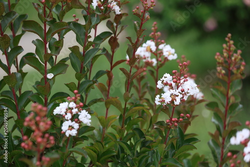 White crepe myrtle (Lagerstroemia) flowers and pink buds blooming on a branch with green leaves