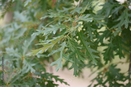 Close up of deeply lobed green oak tree (Quercus) leaves on branches with soft bokeh background