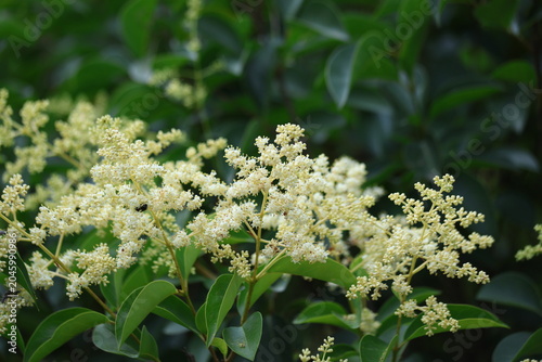 Schilderij op canvas Glossy privet (Ligustrum lucidum) hedge showing dense green foliage and expansiv