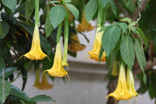 Yellow Angel's Trumpet (Brugmansia) flowers hanging from branches with green leaves