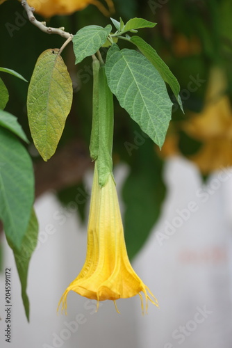 Yellow Angel's Trumpet (Brugmansia) flowers hanging from branches with green leaves