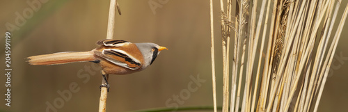 A striking male bearded reedling - Panurus biarmicus perched horizontally on a vertical reed stem amid the golden marshlands of El Taray, Spain.