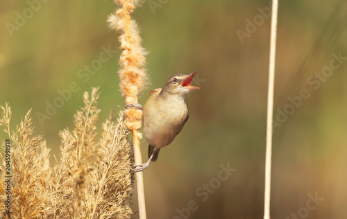 Eurasian reed warbler - Acrocephalus scirpaceus singing with an open beak while perched on a fluffy bulrush stem in the wetlands of El Taray, Spain.