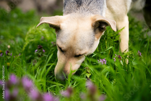 Schilderij op canvas Close up dog grazing on fresh green grass in spring