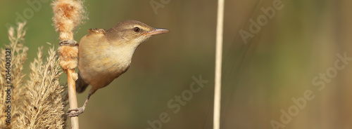 Eurasian reed warbler - Acrocephalus scirpaceus alertly perched on a fluffy bulrush stem in the sunlit wetlands of El Taray, Spain.