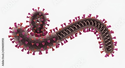 Ebola virus on white background