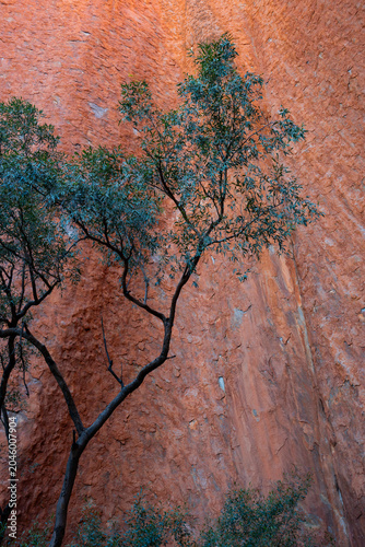 View of a tree under the red canyon.