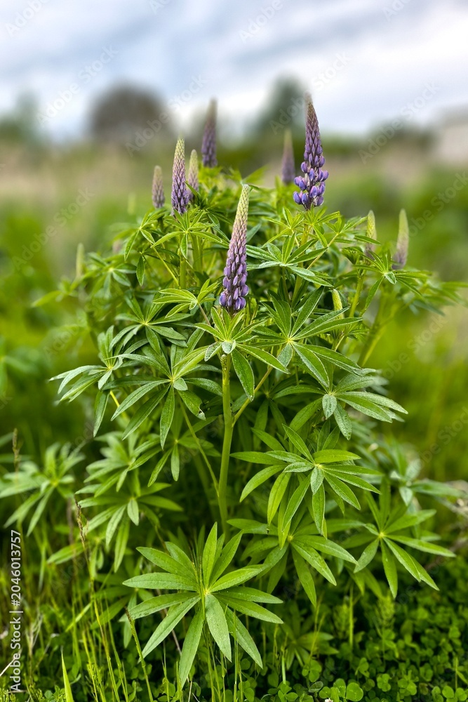 Photography Poster Purple lupinus flower spikes landscape view