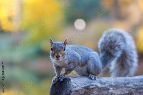 Eastern gray squirrel perched on a wooden log in an outdoor nature environment, highlighting urban wildlife exploration in Central Park, Manhattan, New York City.