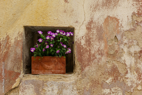 Fotografía Terracotta flower pot with violet pansies in old wall niche as urban biotope and