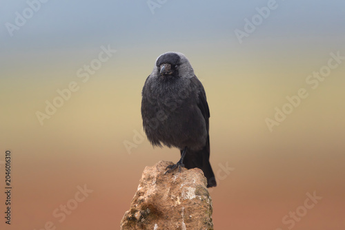 Western jackdaw - Coloeus monedula perched on one leg atop a rock pinnacle against a soft, colorful background in El Taray, Spain.