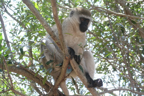 Photography Monkey in a tree