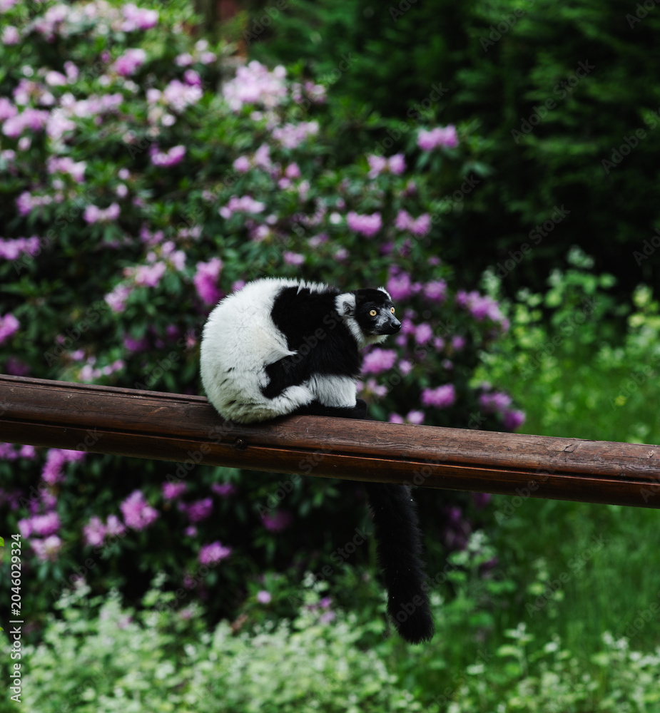 Obraz premium Lemur