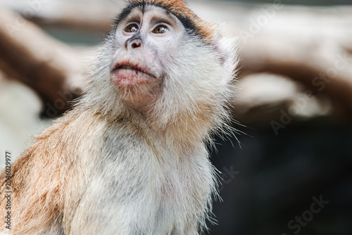 Canvas Print Monkey