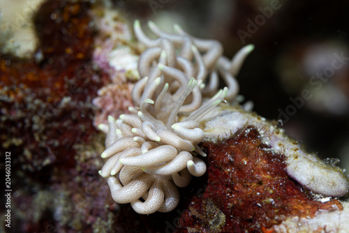 Foto Phyllodesmium nudibranch @ Komodo, Indonesia