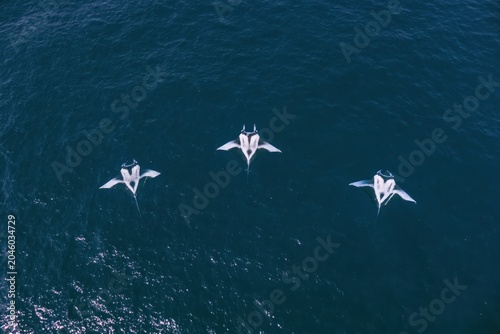 Manta Rays Swimming in Deep Blue Ocean Aerial Wildlife View