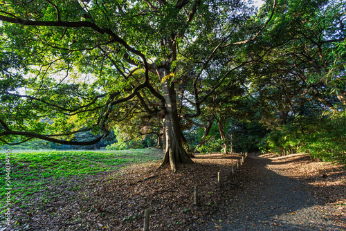 Tableau sur toile Quiet walking path with sunlight filtering through a magnificent large tree at H