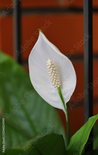 Peace lily plant (Spathiphyllum wallisii)