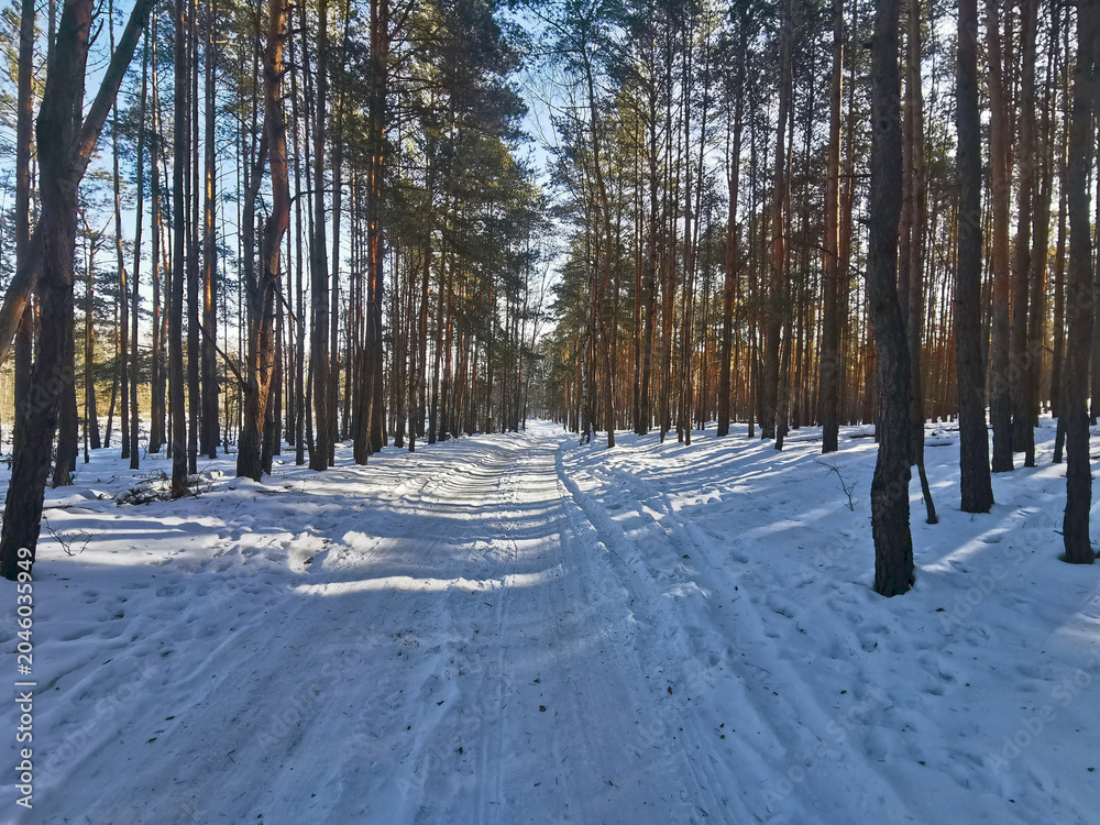 Fototapeta premium Snow-covered forest road through a sunny pine forest on a bright winter day, with long blue shadows on the snow and warm sunlight on the trunks. Las Milowy, Wesola, Warsaw, Poland. No people.