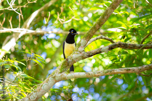 Photography A vibrant Plush-crested Jay sits on a lichen-covered branch in the lush canopy of the Iguazu Falls forest