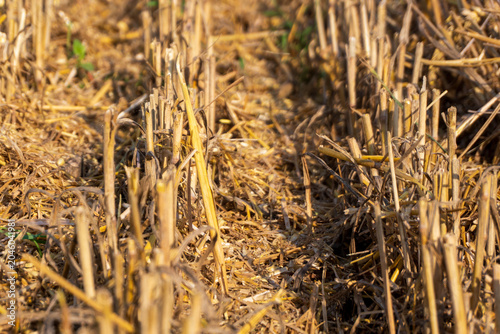 Harvested Field Shows Cut Straw and Stubble After Crop Removal in Rural Area During Daytime in Late Summer Season