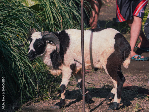 Black and white ram standing.