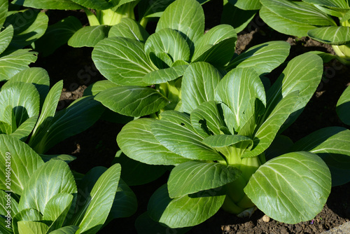 Obraz na płótnie Pak Choi, Brassica rapa chinensis Syn