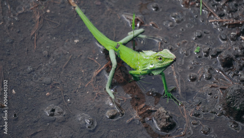 Green lizard on dark ground.