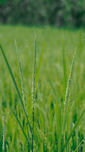 Green grass field landscape view.