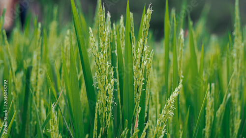 Green rice plants in field.
