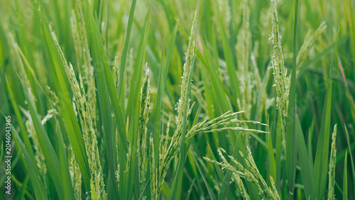 Obraz na plátně Green rice plants in field.