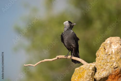Western Jackdaw (Coloeus monedula) perched on a branch at El Taray, Spain.