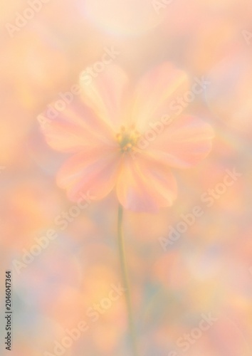 Soft dreamy floral elegance