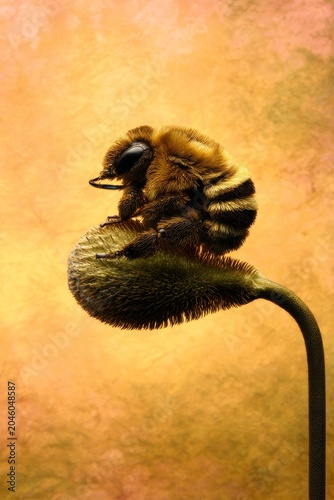 Adorable Plump Bumblebee Resting on Flower Bud in Golden Light