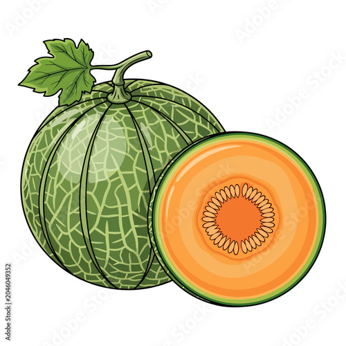 Vibrant vector illustration of a whole cantaloupe melon alongside a sliced half, revealing its juicy orange flesh and seeds, representing healthy, sweet summer fruit