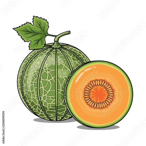 Fresh cantaloupe melon vector illustration. A whole ripe fruit with a green leaf and a sliced half reveal vibrant orange flesh and seeds, perfect for healthy food and natural produce designs