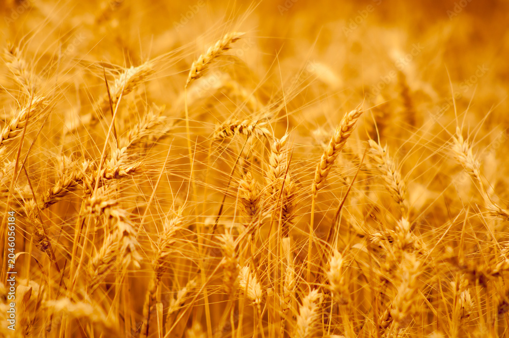Obraz premium Wheat field on a sunny summer day against blue sky and white clouds