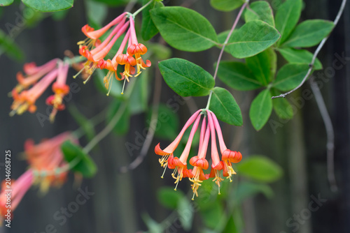 perfoliate honeysuckle,
Lonicera caprifolium flowers closeup selective focus