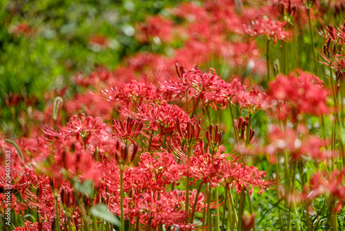 Canvas Print Vibrant Red Spider Lilies Blooming in Autumn Field with Soft Green Bokeh Backgro