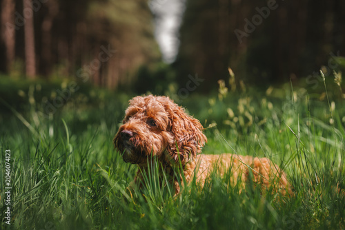 Cockapoo dog puppy playing in the grass, woodland forest dog walk photo