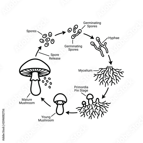 Εκτύπωση καμβά mushroom lifecycle stages educational illustration